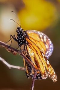 Local-Butterflies-1-of-23