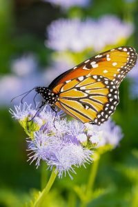 Local-Butterflies-17-of-23