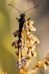 Local-Butterflies-19-of-23