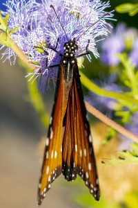 Local-Butterflies-2-of-23