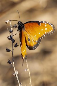 Local-Butterflies-20-of-23