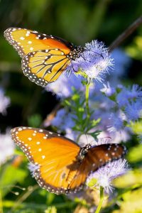 Local-Butterflies-21-of-23