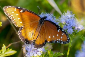 Local-Butterflies-7-of-23