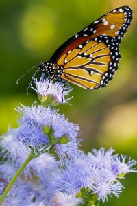 Local-Butterflies-8-of-23