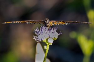 Local-Butterflies-9-of-23