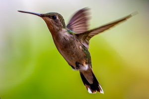 Texas-Hummingbirds-3-of-10