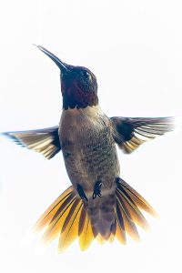 Texas-Hummingbirds-4-of-10