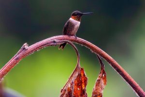 Texas-Hummingbirds-6-of-10
