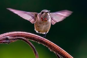 Texas-Hummingbirds-7-of-10