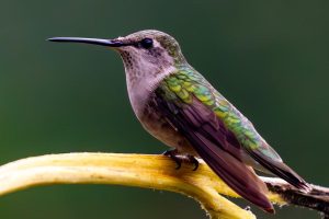 Texas-Hummingbirds-9-of-10