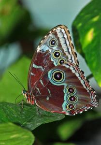 Butterfly24