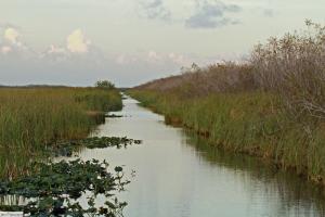 Everglades09