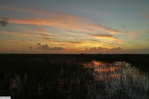 Everglades14