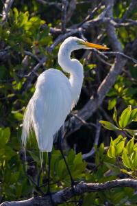 Everglades24
