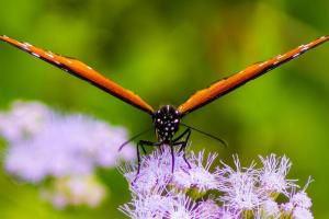 Furneau-Butterflies-Oct-2022-13-of-19