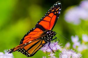 Furneau-Butterflies-Oct-2022-17-of-19