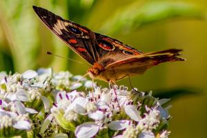 Furneau-Butterflies-Oct-2022-2-of-19