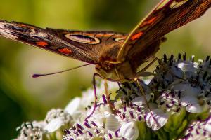 Furneau-Butterflies-Oct-2022-5-of-19
