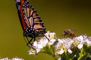 Furneau-Butterflies-Oct-2022-6-of-19