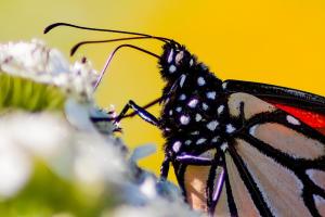 Furneau-Butterflies-Oct-2022-8-of-19