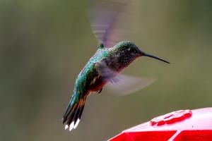 Pancero-Santa-Fe-Hummingbirds-1-of-21