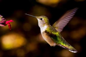 Pancero-Santa-Fe-Hummingbirds-11-of-21