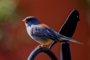 Pancero-Santa-Fe-Hummingbirds-12-of-21