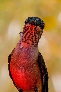 Pancero-Santa-Fe-Hummingbirds-13-of-21