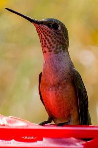 Pancero-Santa-Fe-Hummingbirds-14-of-21