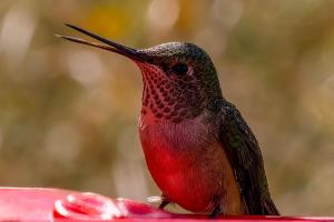 Pancero-Santa-Fe-Hummingbirds-15-of-21
