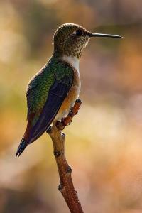 Pancero-Santa-Fe-Hummingbirds-16-of-21