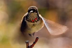 Pancero-Santa-Fe-Hummingbirds-17-of-21