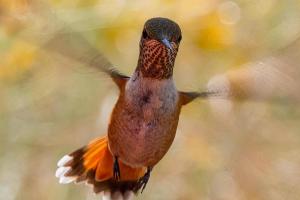 Pancero-Santa-Fe-Hummingbirds-18-of-21