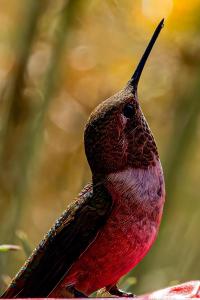 Pancero-Santa-Fe-Hummingbirds-19-of-21