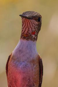 Pancero-Santa-Fe-Hummingbirds-21-of-21