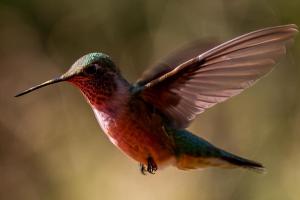 Pancero-Santa-Fe-Hummingbirds-7-of-21
