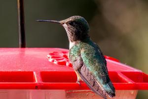 Pancero-Santa-Fe-Hummingbirds-8-of-21