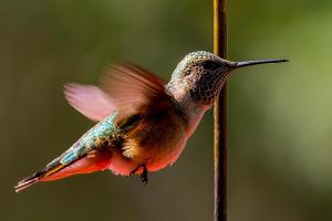 Pancero-Santa-Fe-Hummingbirds-9-of-21